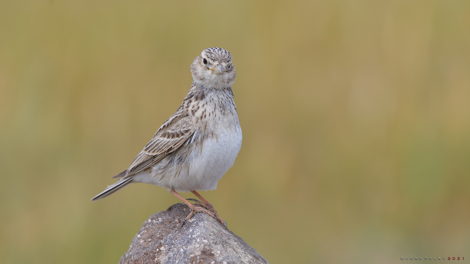 Turkestan Short-toed Lark